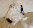 Cat Beer.gif