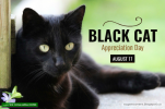 BANNER-BLACKCAT1.png