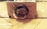 Cat Ball.gif