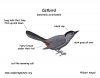 catbird_color_diagram.jpg