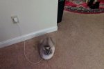 Cat Charge.jpg