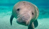 Manatee.jpg