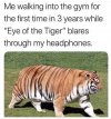 Fat Tiger.jpg