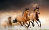 wild-horses-bulgaria_036.jpg