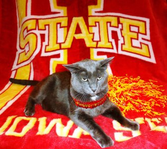 ISU Cat.jpg