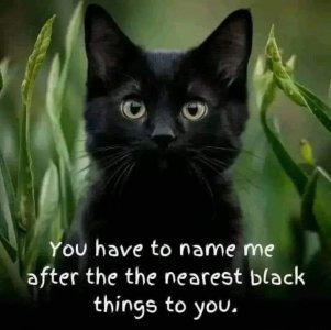 Black Cat.jpg