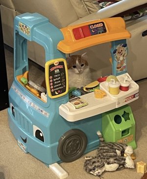 Cat Food Truck.jpg