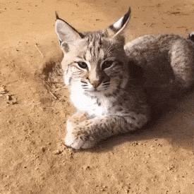 Bobcat Purr.gif