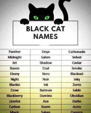 Black Cat Names.jpg