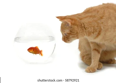 Cat Fish.webp