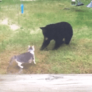 Cat v Bear gif.gif