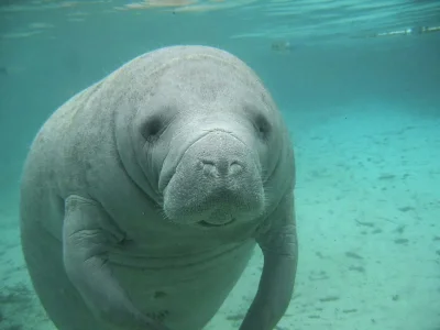 manatee.webp