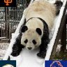 Pandawatch