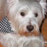 Macwestie1