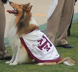 250px-Reveille-TAMU-Mascot.JPG