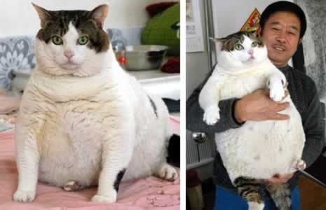 fat-cat.jpg