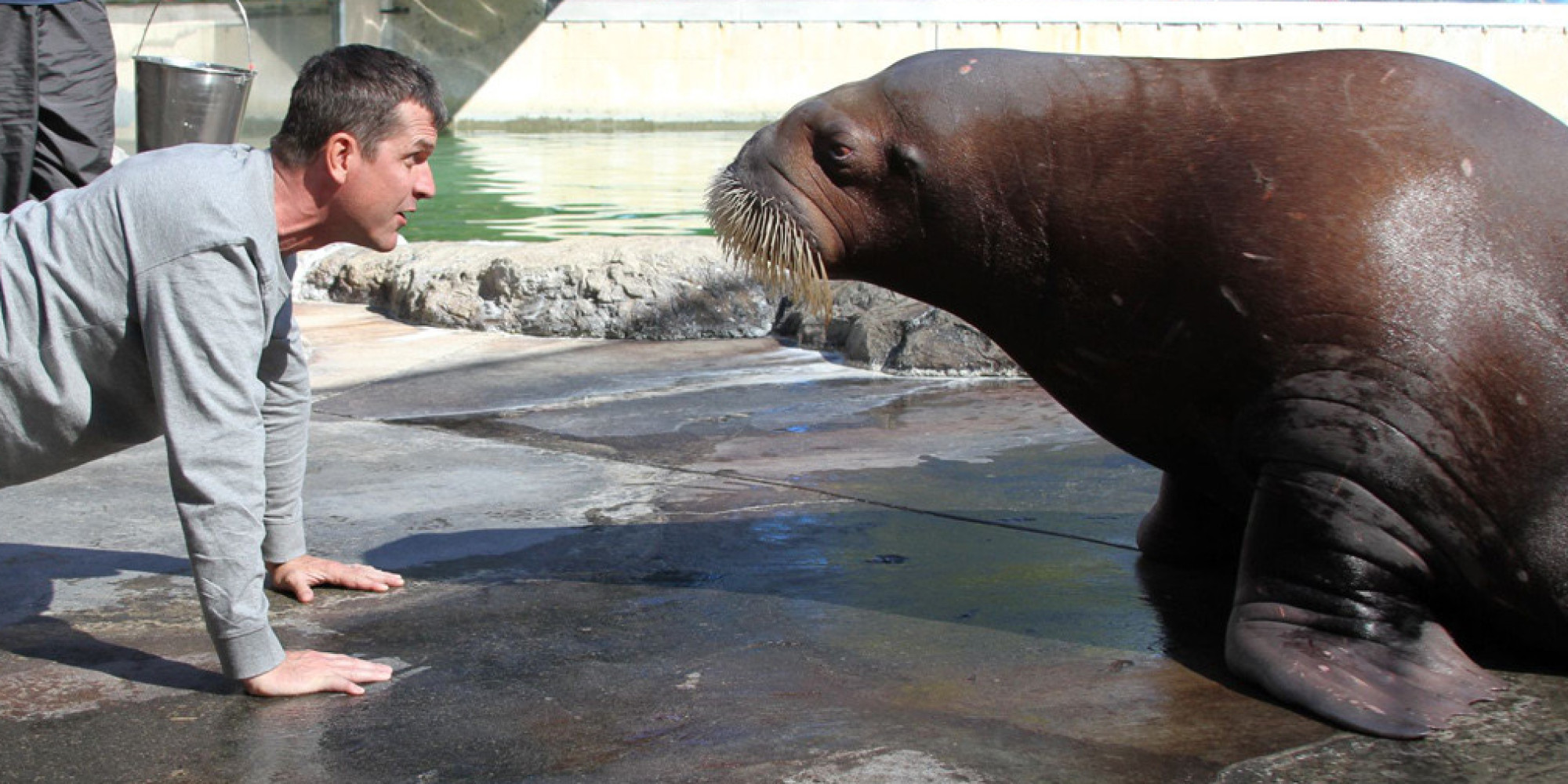 o-JIM-HARBAUGH-PUSH-UP-WALRUS-facebook.jpg