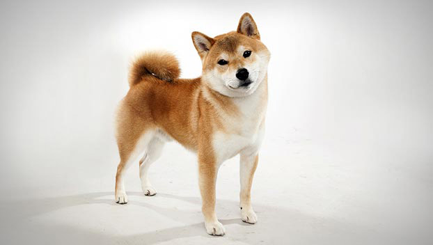 shiba-inu_01_lg.jpg