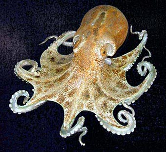 glass-warmus4-octopus.jpg