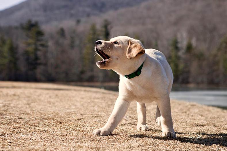 Yellow-Lab-Puppy-Barking.jpg