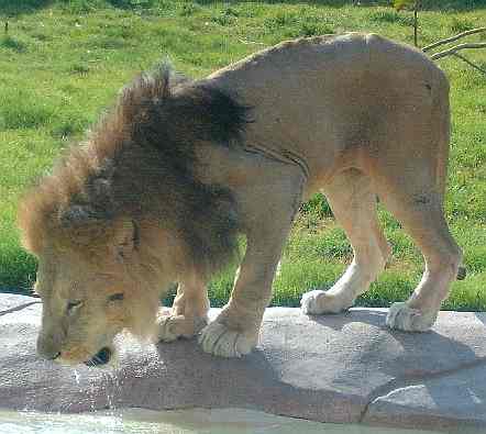 Lion_drinking_water.jpg